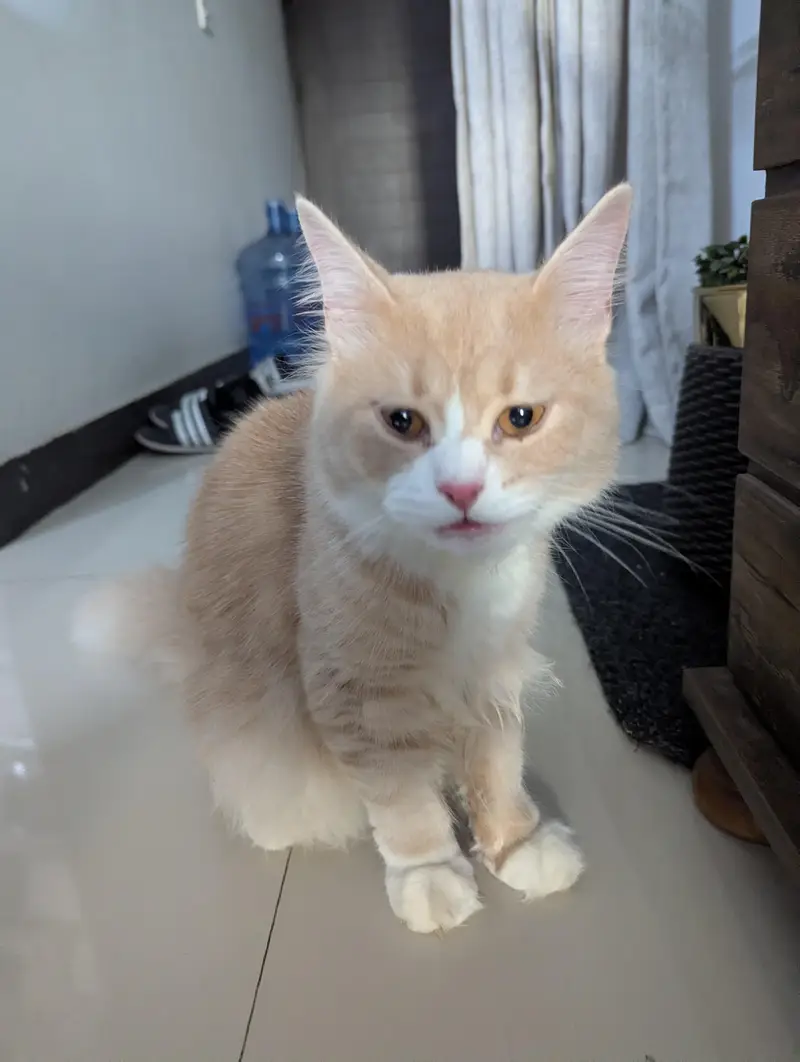 Persian Cream white Cat — photo 5