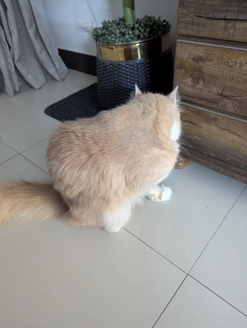 Persian Cream white Cat — photo 6