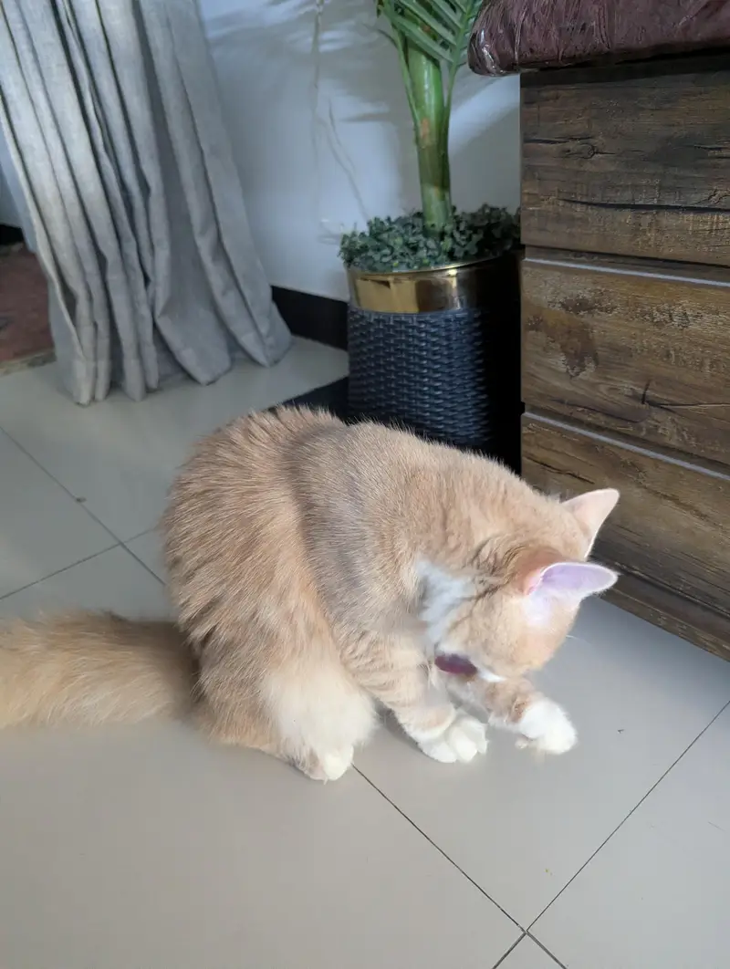 Persian Cream white Cat — photo 7