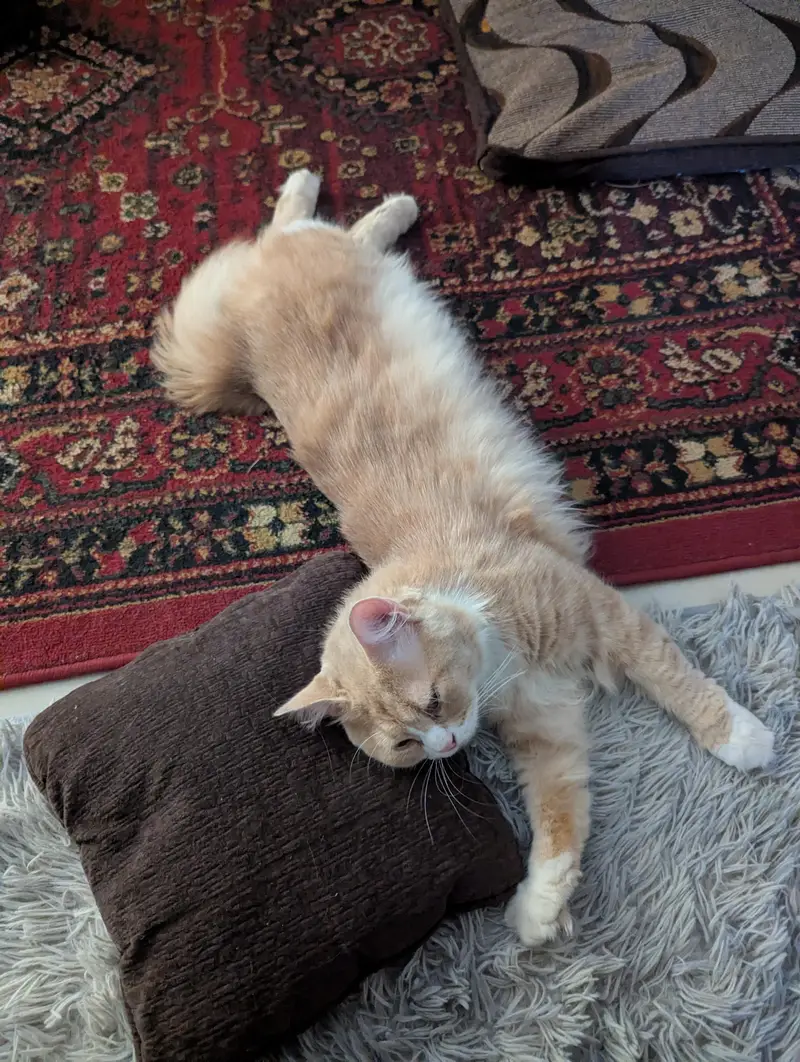 Persian Cream white Cat — photo 8