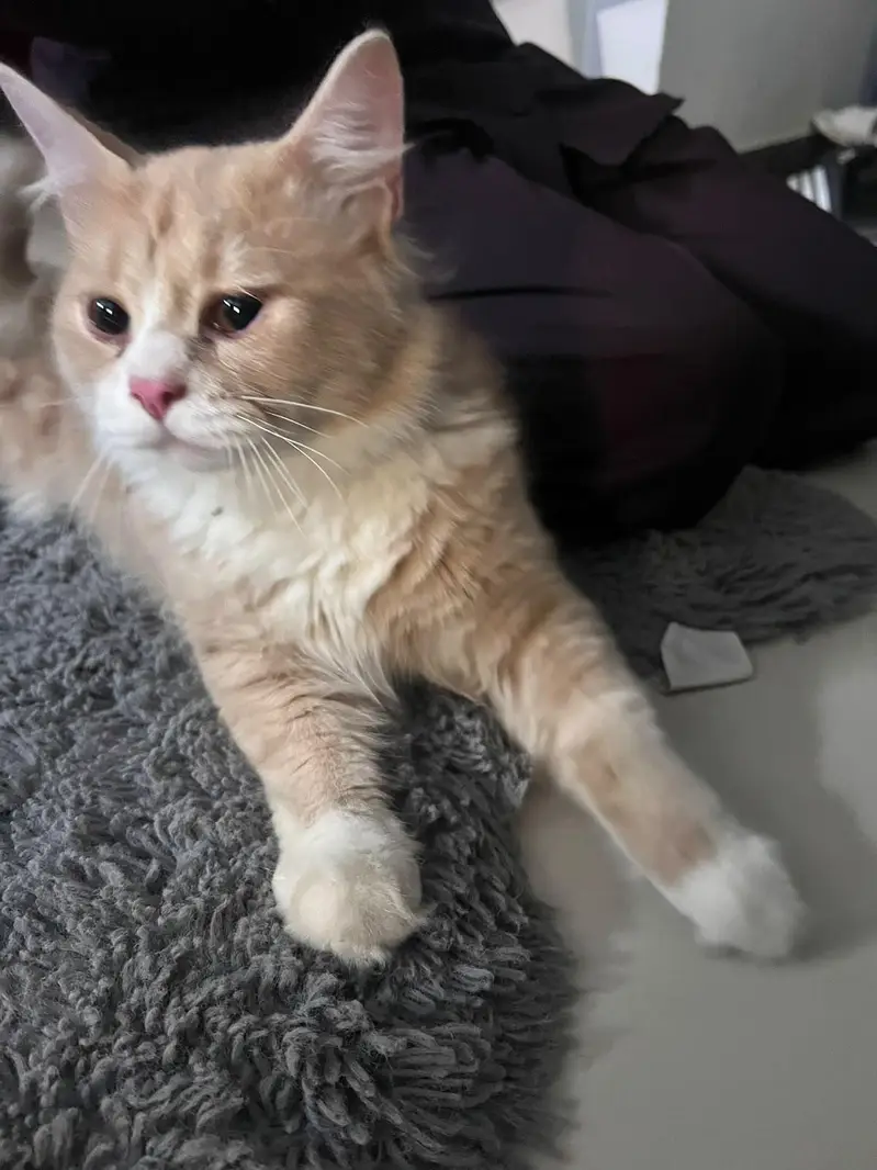 Persian Cream white Cat — photo 9