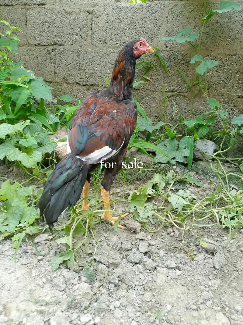Aseel murga — photo 2