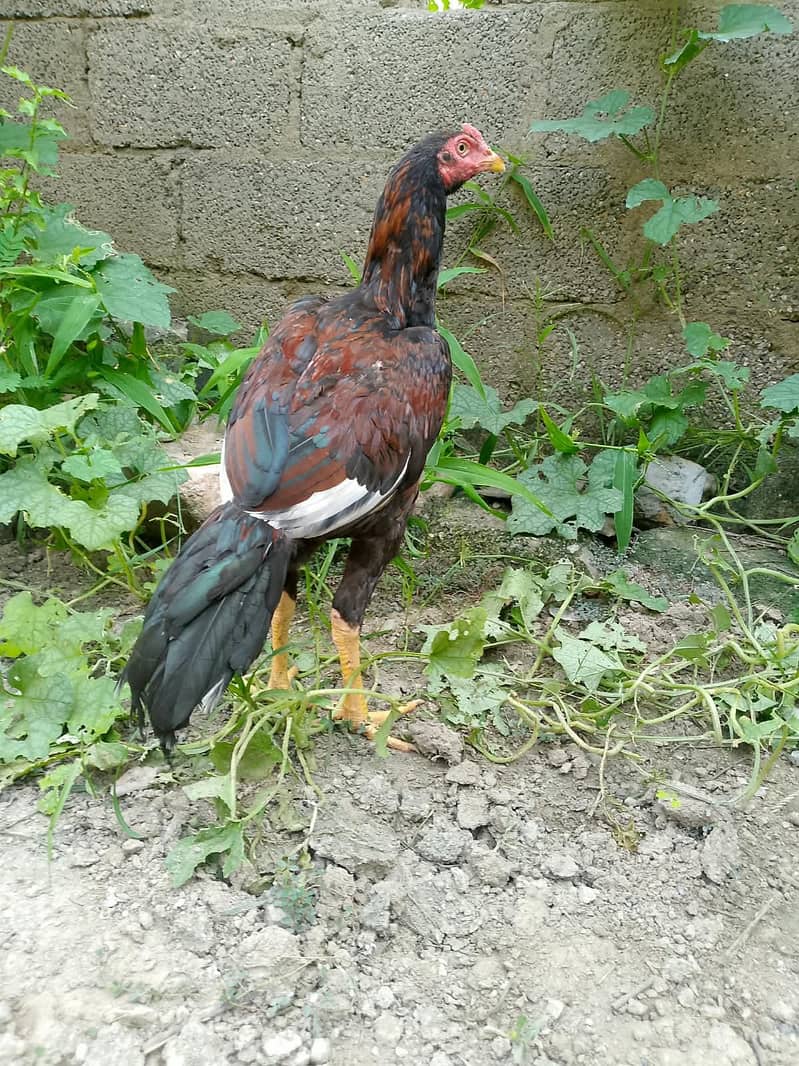 Aseel murga 2