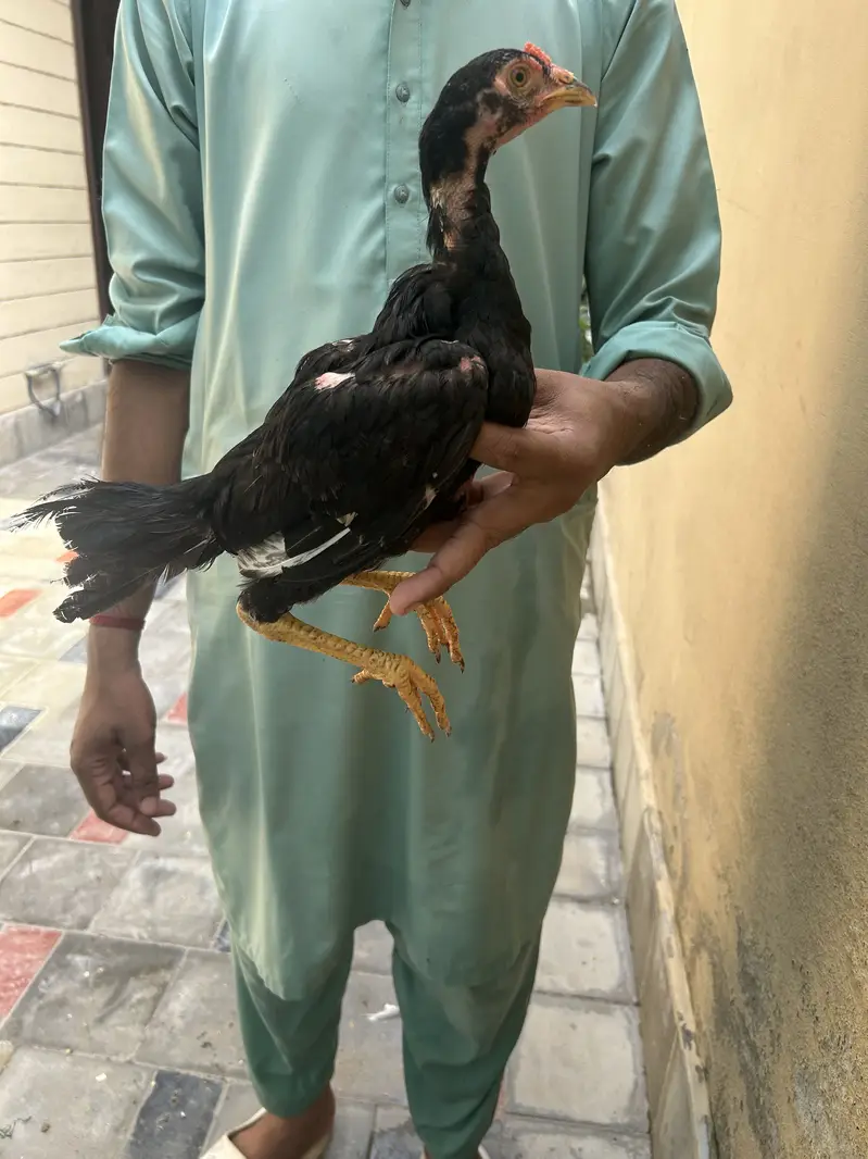 Aseel chick good quality — photo 2