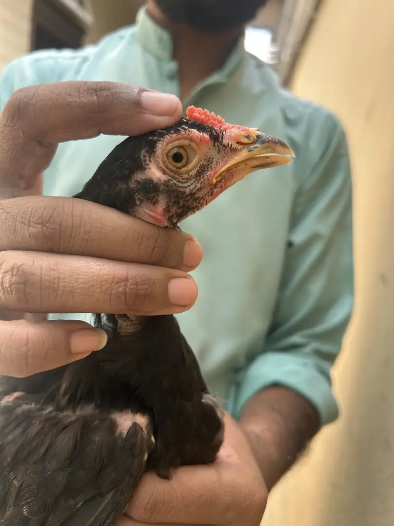 Aseel chick good quality — photo 5