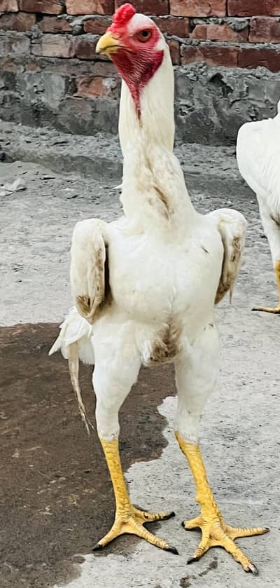 o shamo white