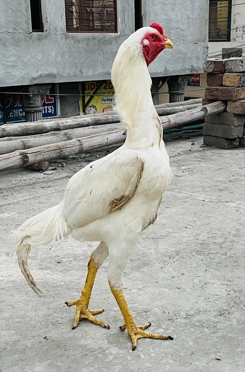 o shamo white — photo 2