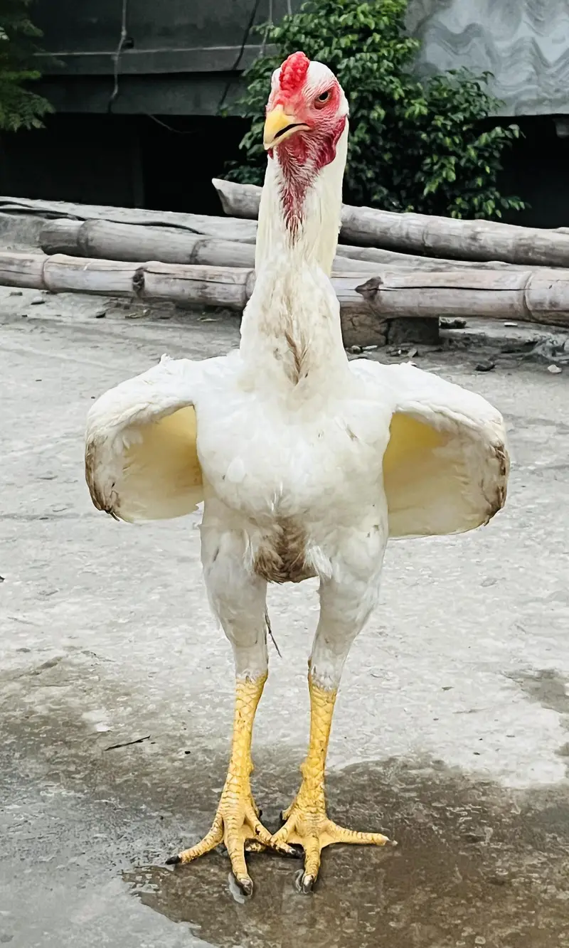 o shamo white — photo 3