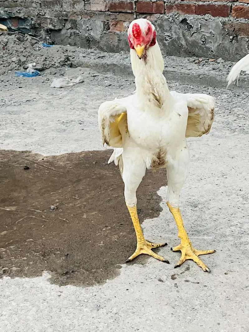 o shamo white — photo 4
