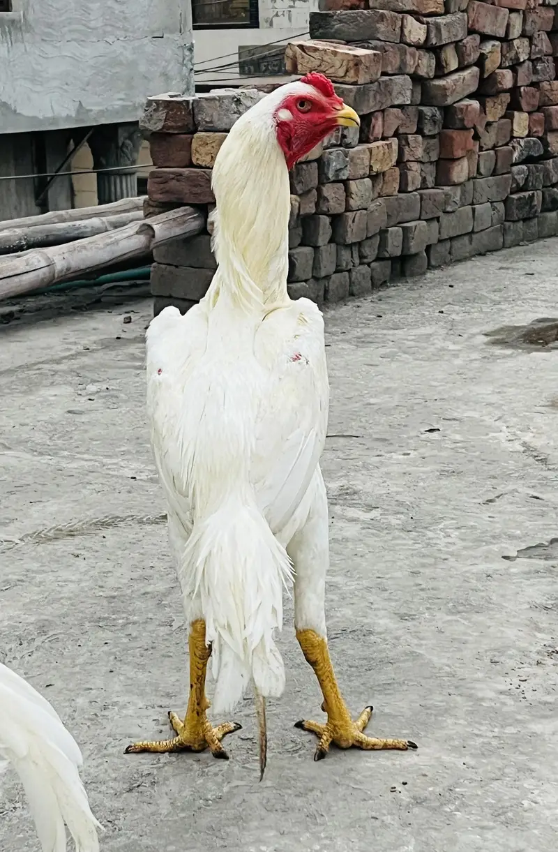 o shamo white — photo 5