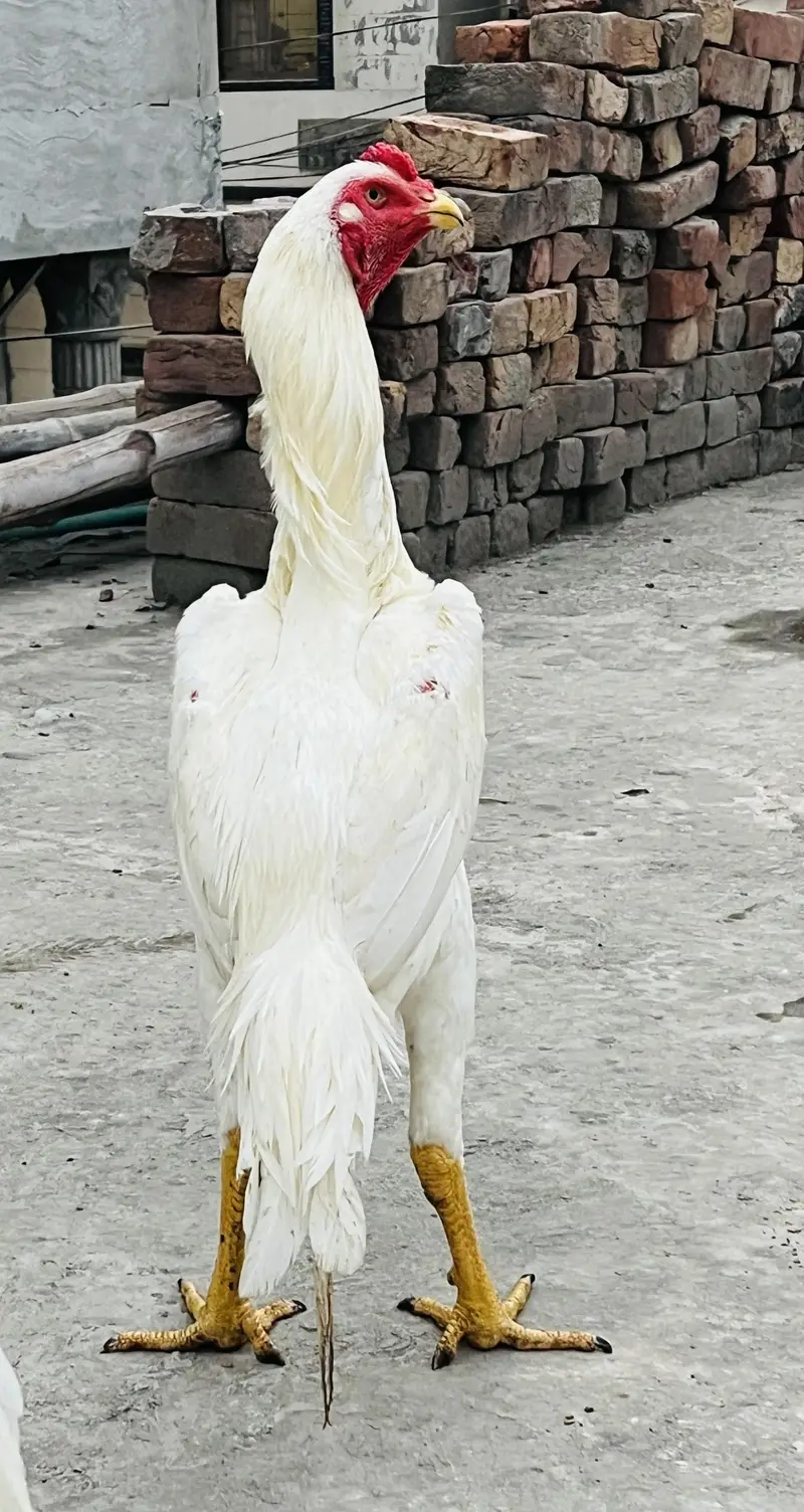 o shamo white — photo 6