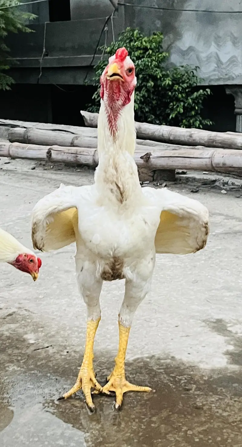 o shamo white — photo 7