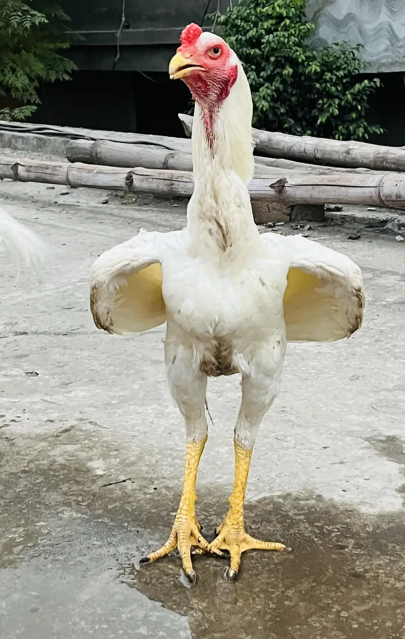 o shamo white — photo 8