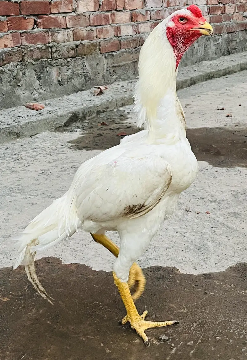 o shamo white — photo 9