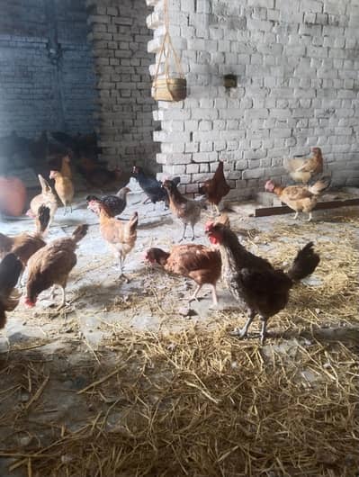 egg layers hen's