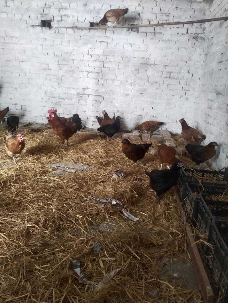 egg layers hen's 1