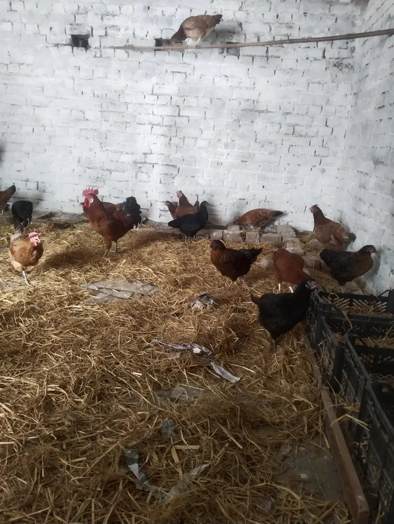 egg layers hen's — photo 2