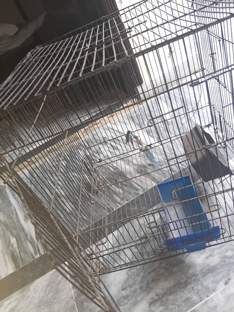 parrot cave 0