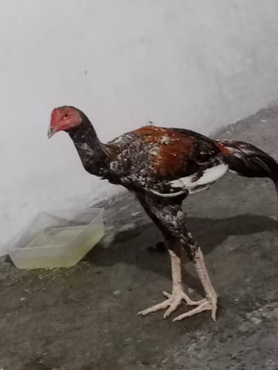 shamo cross patha 6 month age exchange possible Kisi b chiez KY Sath
