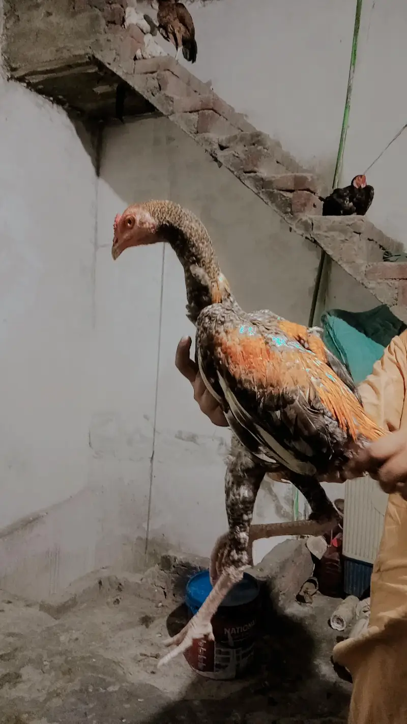shamo cross patha 6 month age exchange possible Kisi b chiez KY Sath — photo 3