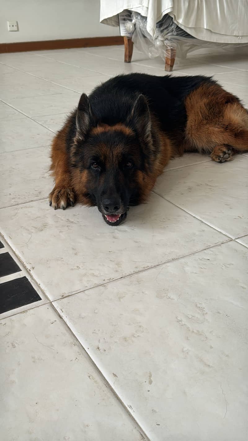 German Shepard 10