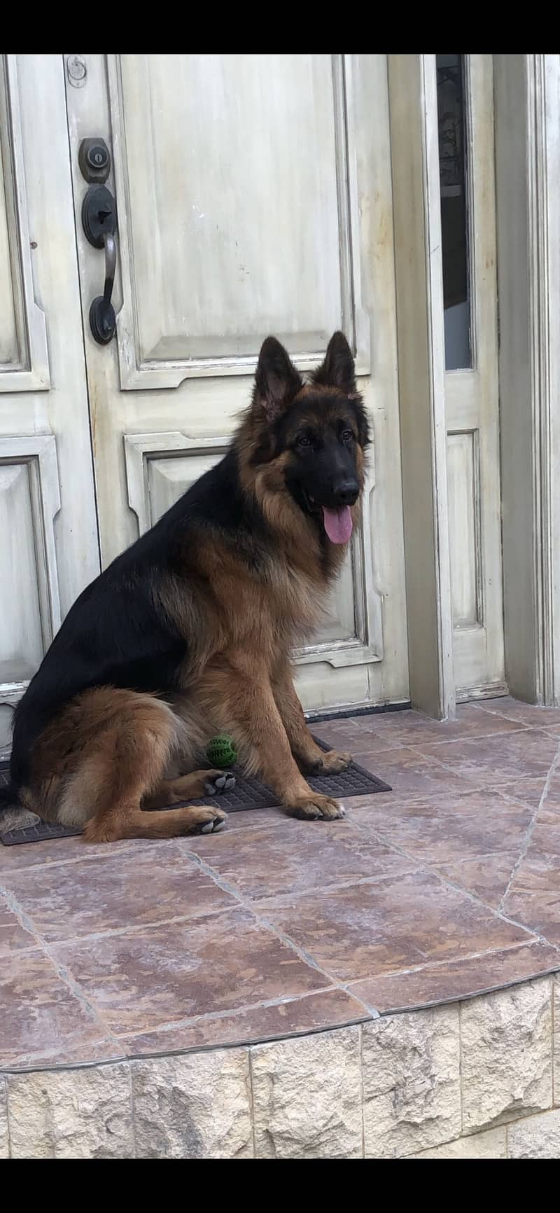 German Shepard 8