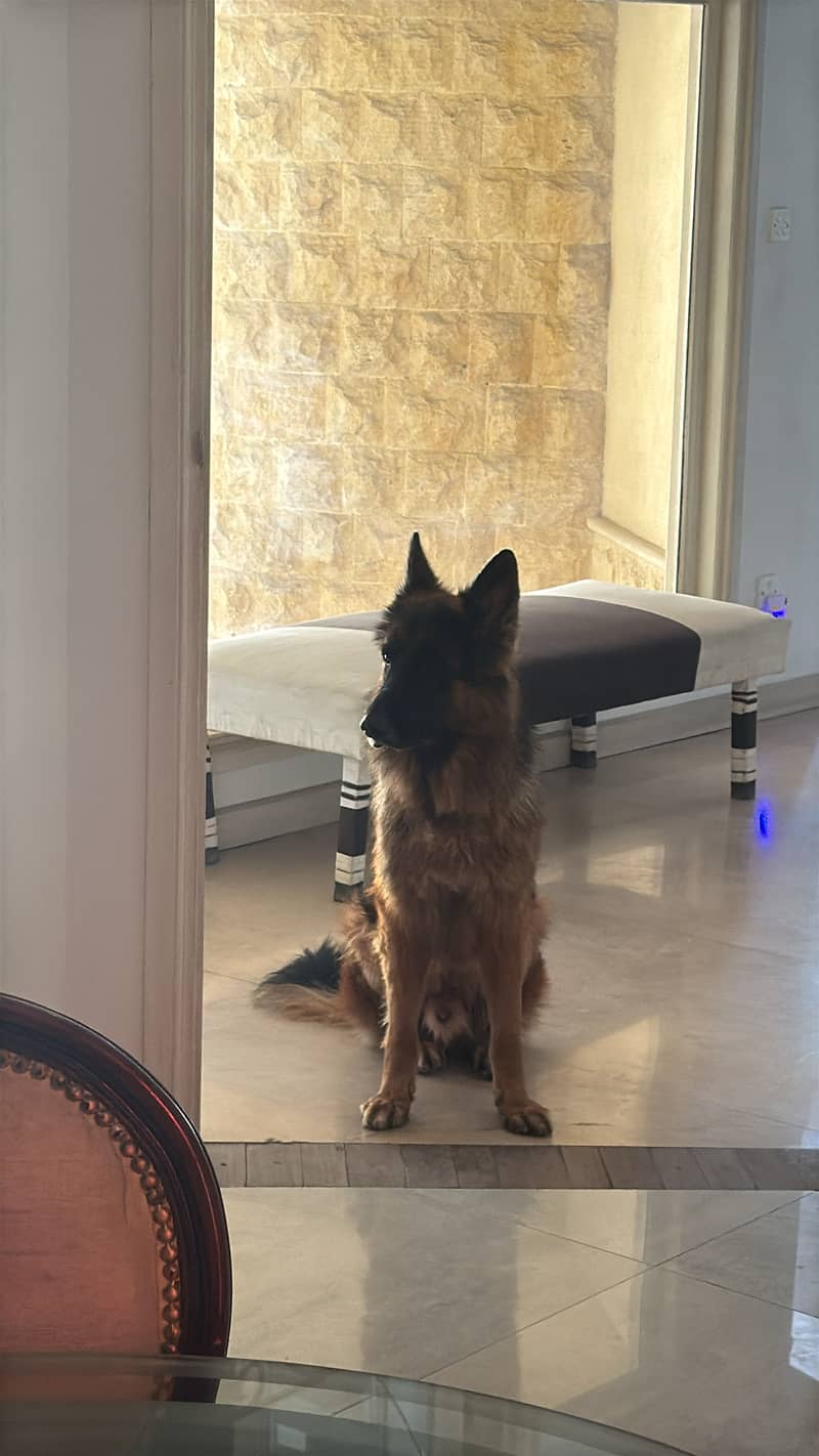 German Shepard 11