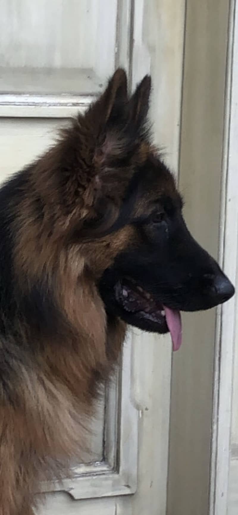German Shepard 12