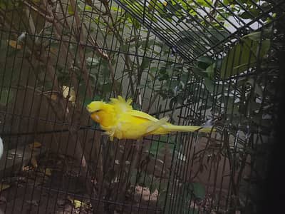 Hogoromo Breeder Pair Top Quality