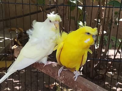 Hogoromo Breeder Pair Top Quality