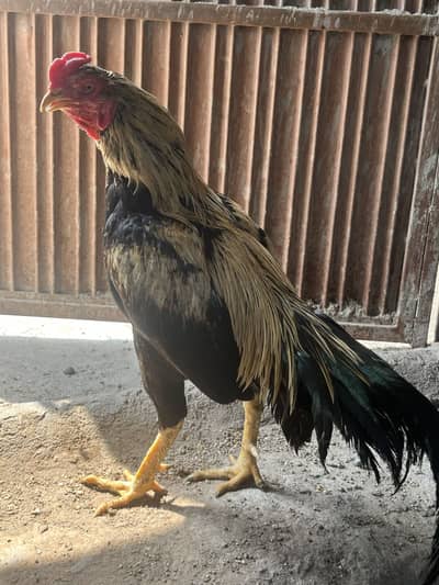 Aseel Murga and Murgi for sale Pair