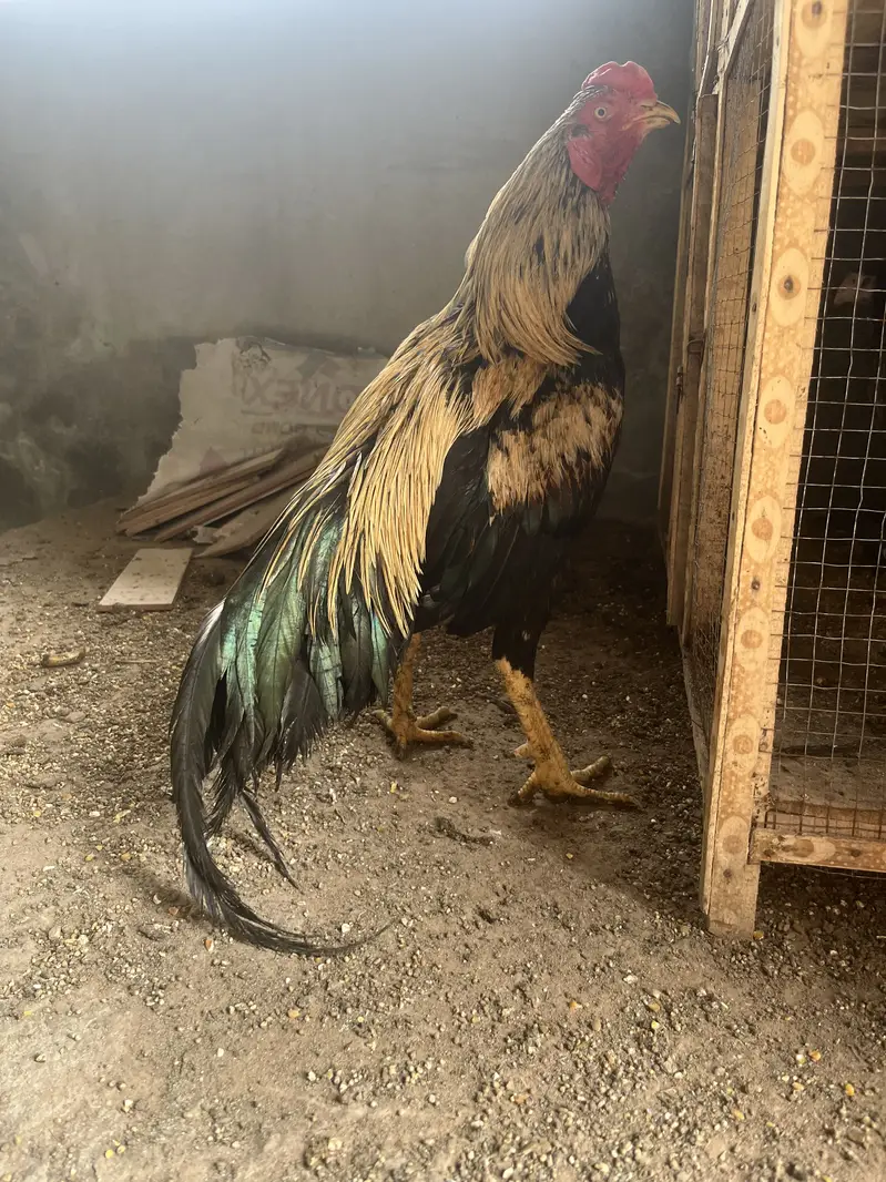 Aseel Murga and Murgi for sale Pair — photo 4