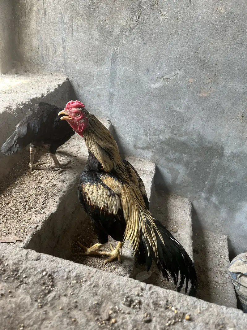Aseel Murga and Murgi for sale Pair — photo 6