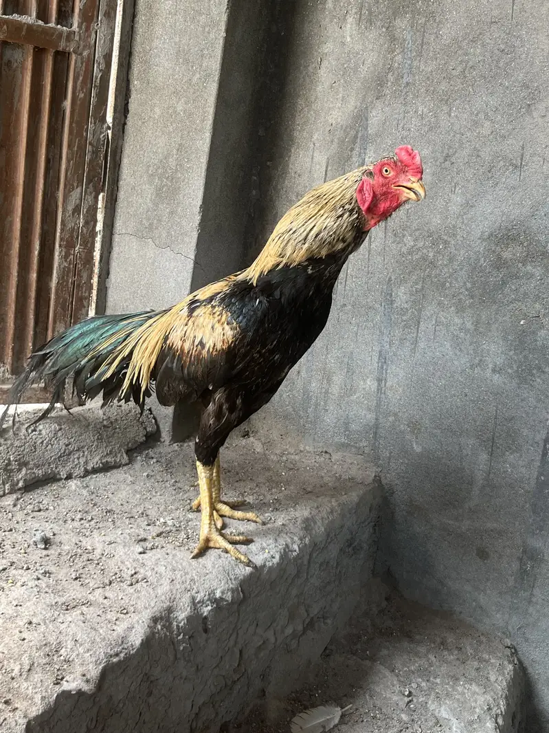 Aseel Murga and Murgi for sale Pair — photo 7