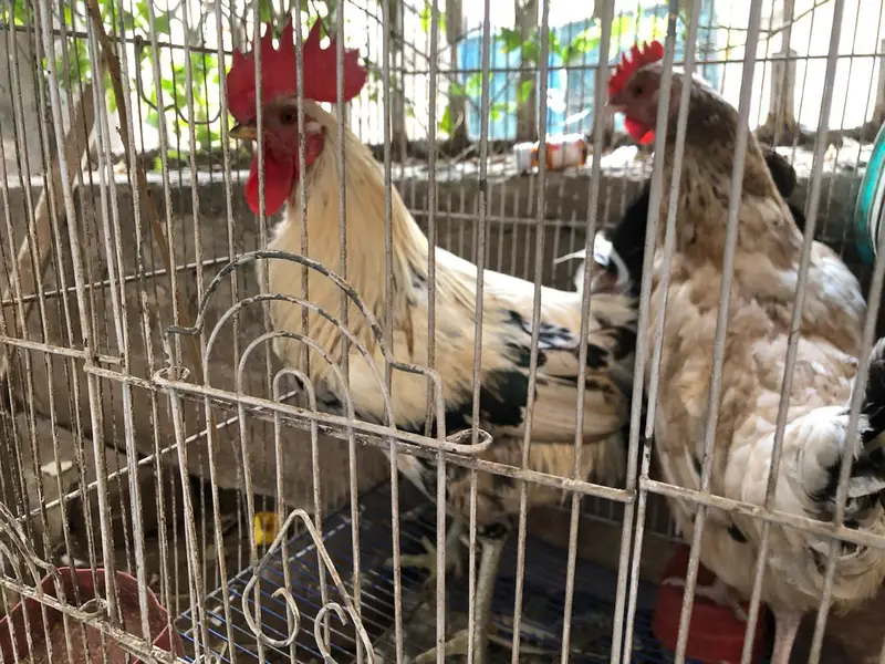 Desi pair with cage for sale — photo 2