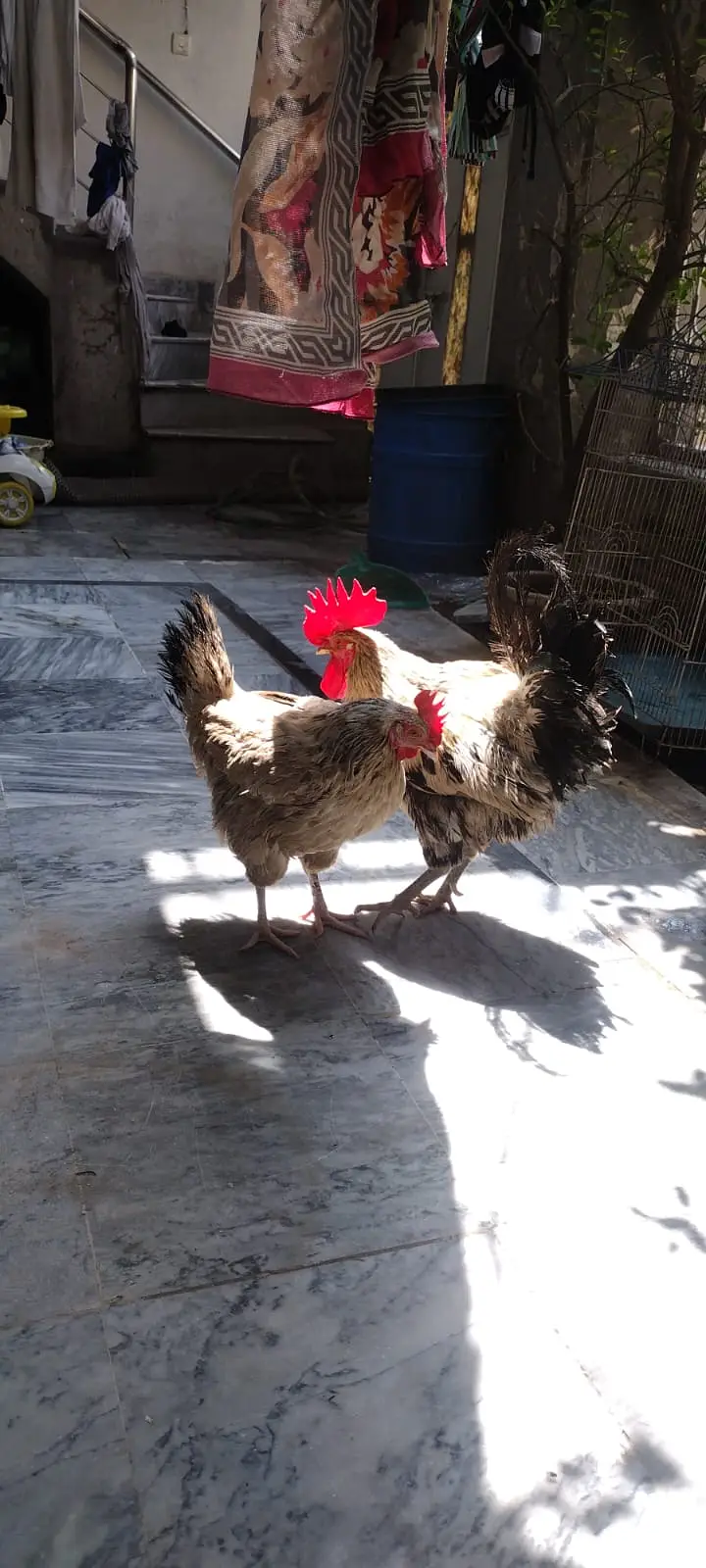 Desi pair with cage for sale — photo 4