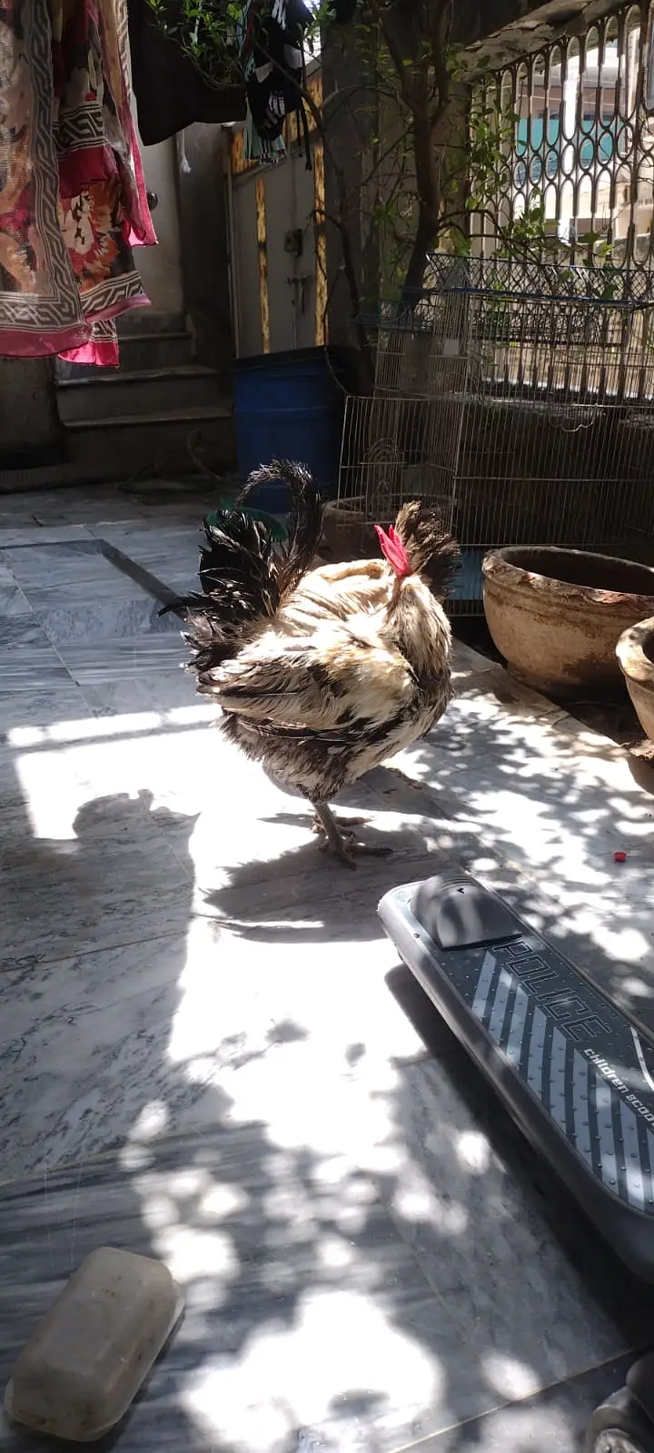 Desi pair with cage for sale — photo 5