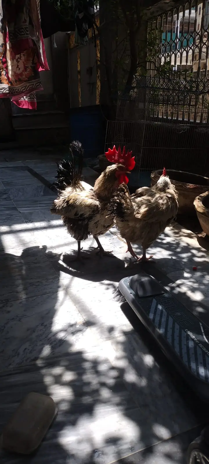Desi pair with cage for sale — photo 7
