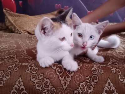 two cats pair male ki 2no eyes different hai