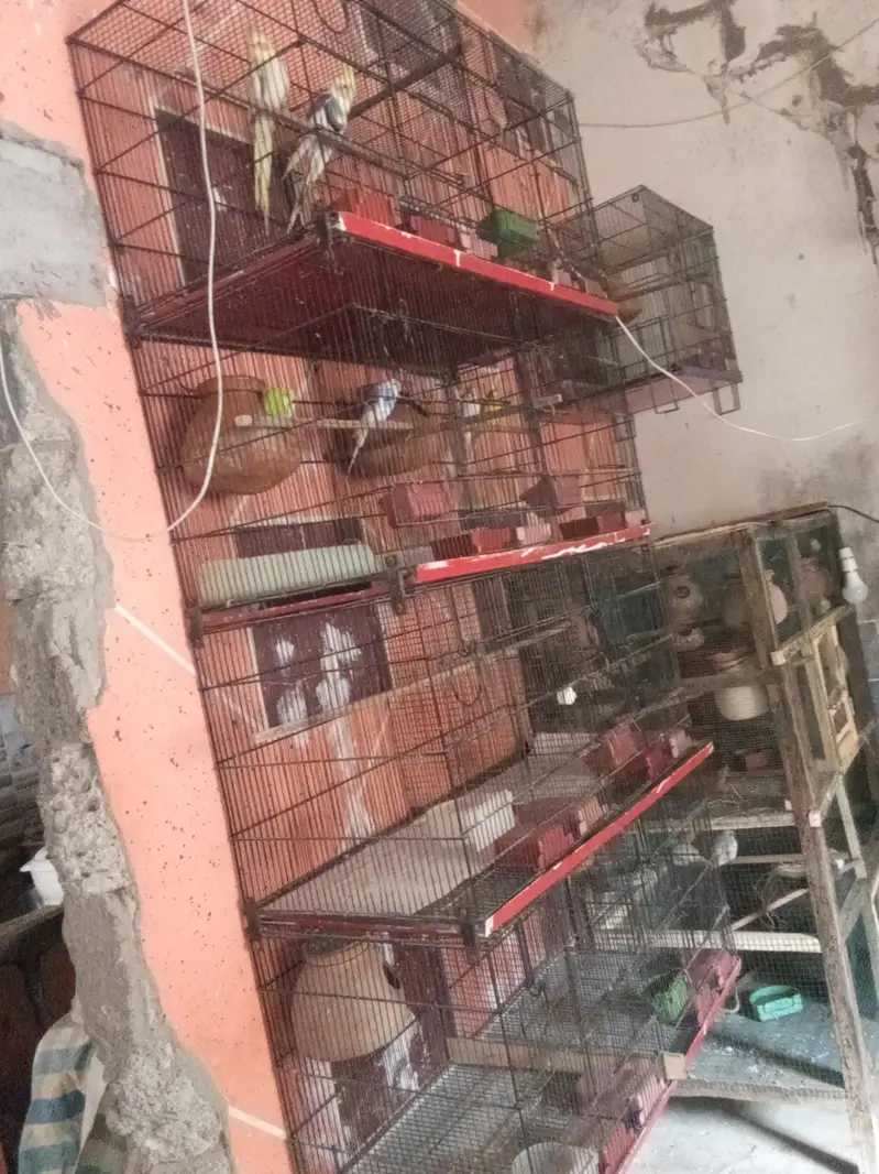 8cages pinjra all ok koi bhi jagah se tota nhi he trey bhi sab achi he — photo 2