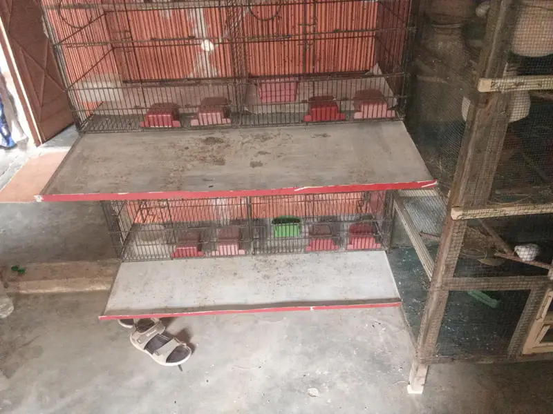 8cages pinjra all ok koi bhi jagah se tota nhi he trey bhi sab achi he — photo 3