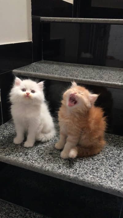 Triple Coated Persian Kittens