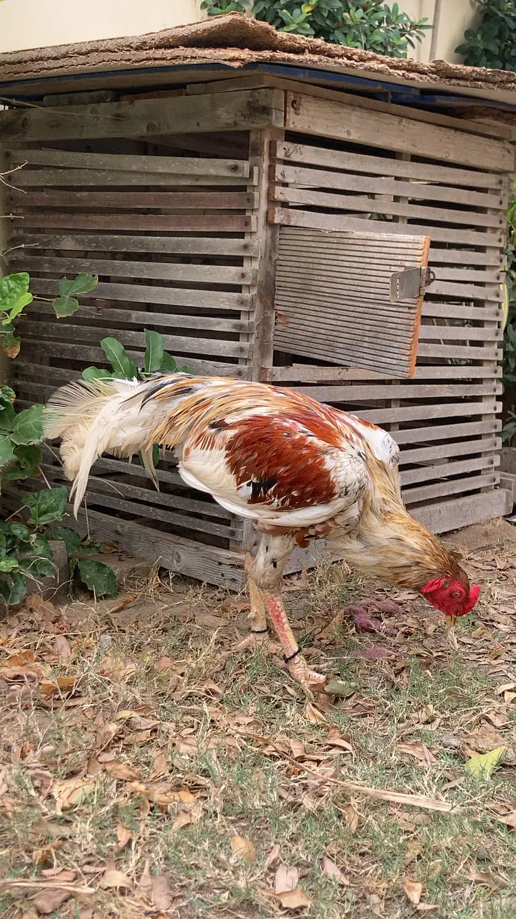 Murga — photo 2