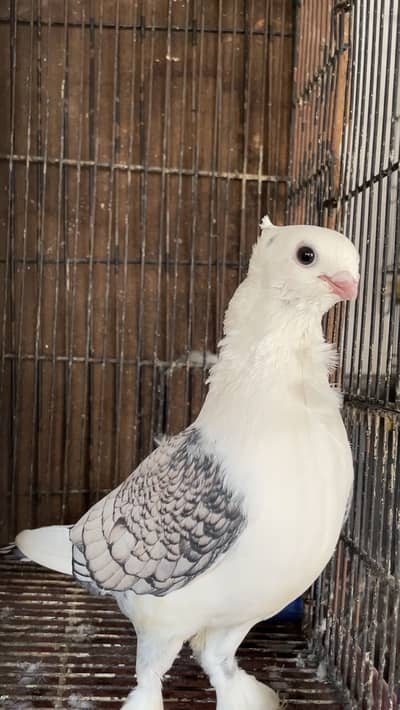 Sentient Pair with Chick