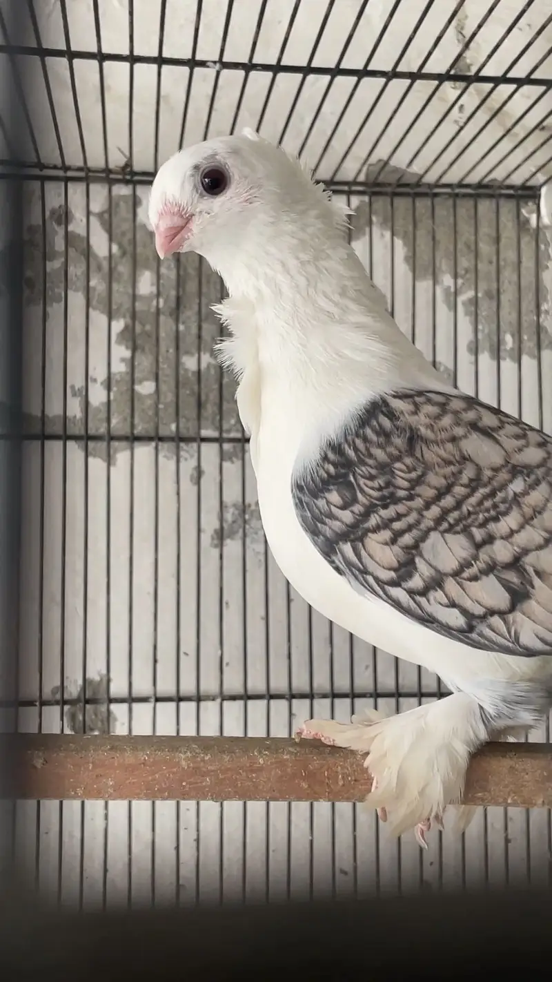 Sentient Pair with Chick — photo 2