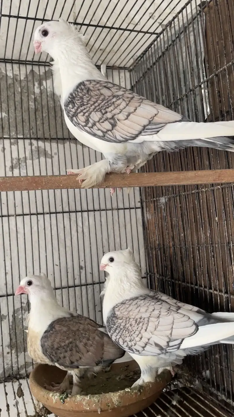 Sentient Pair with Chick — photo 4