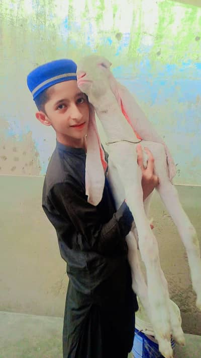 Golabi Ablak