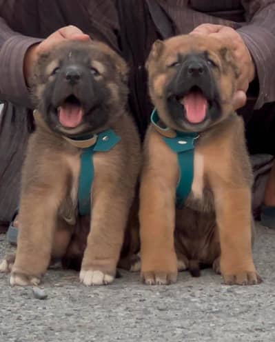 Turkish kangal pair dabal Hadi Havey bone structure security dog for
