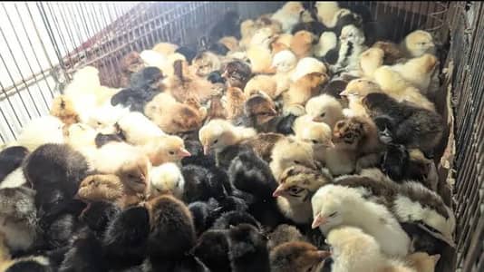 golden misri chicks pair 03359496284
