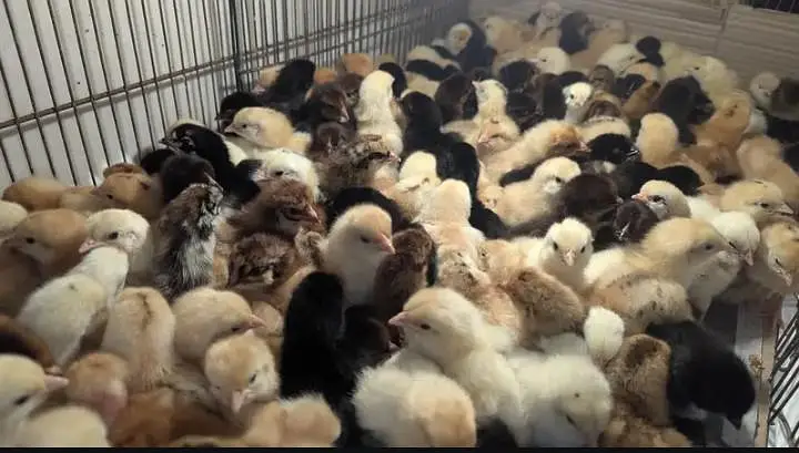 golden misri chicks pair 03359496284 — photo 2